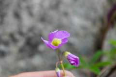 Oxalis hernandesii
