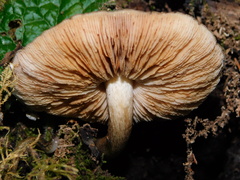 Pluteus exilis