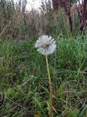 Taraxacum officinale