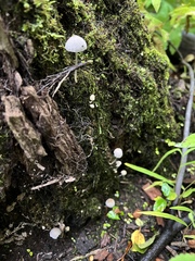 Coprinellus disseminatus