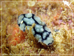 Phyllidiella