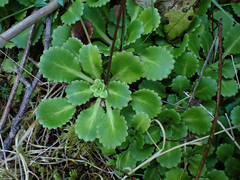 Saxifraga