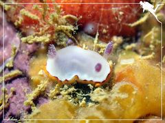 Goniobranchus rubrocornutus