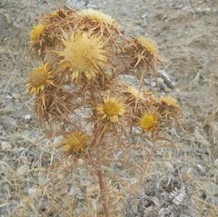 Carlina corymbosa