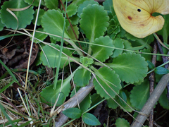 Saxifraga