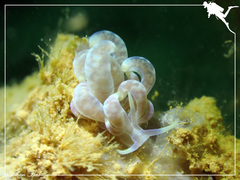 Phyllodesmium magnum