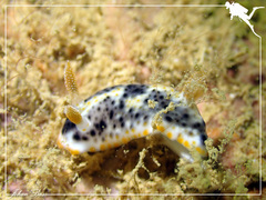 Chromodoris