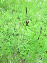 Carex schmidtii