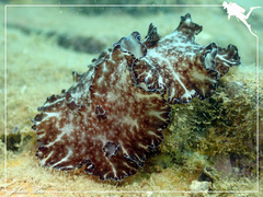 Discodoris boholiensis