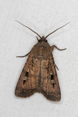 Agrotis infusa