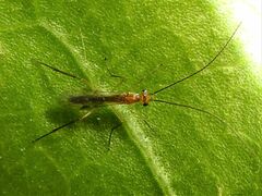Macrocentrinae