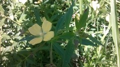 Ludwigia alternifolia