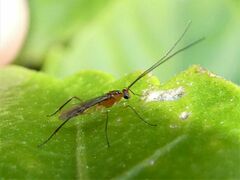 Macrocentrinae