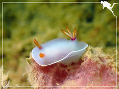 Hypselodoris bullockii