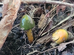 Gliophorus psittacinus