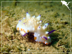 Mexichromis multituberculata