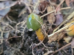 Gliophorus psittacinus