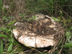 Lactarius controversus