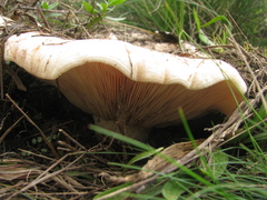 Lactarius controversus