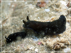Dendrodoris nigra
