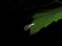 Ceraeochrysa lineaticornis