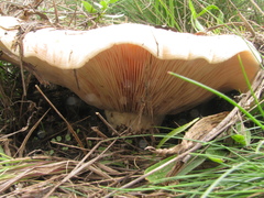 Lactarius controversus
