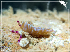 Pteraeolidia semperi