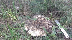 Lactarius controversus