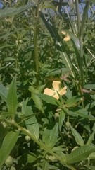 Ludwigia alternifolia