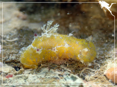 Plocamopherus pecoso