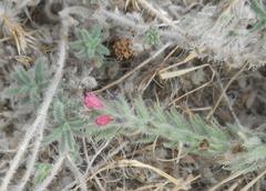 Echium angustifolium