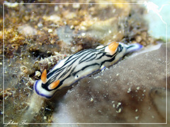 Hypselodoris maritima