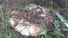 Lactarius controversus