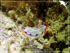 Goniobranchus setoensis