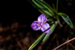 Gibasis linearis rhodantha