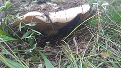 Lactarius controversus