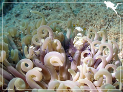 Ancylocaris brevicarpalis