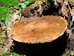 Pluteus exilis