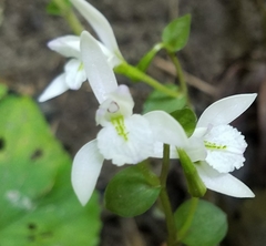 Triphora trianthophoros trianthophoros