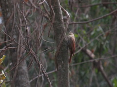 Sittasomus griseicapillus