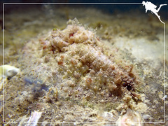 Dolabrifera dolabrifera