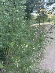 Baccharis neglecta