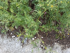 Bidens subalternans