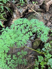 Corydalis scouleri