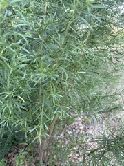Baccharis neglecta