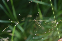 Deschampsia