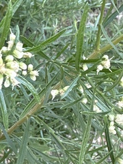 Baccharis neglecta