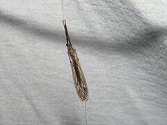 Brachypremna dispellens