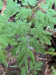 Corydalis scouleri