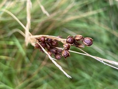 Juncus squarrosus